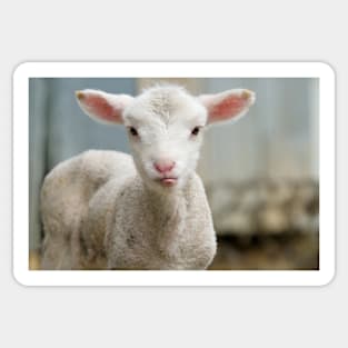 Cute and adorable few day old lamb Sticker